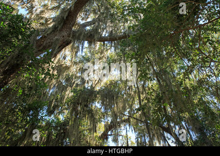 Spanish moss (Tillandsia usneoides) hanging on trees Stock Photo