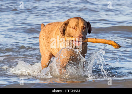 Southport, Merseyside. 12th March 2017.  Dogs day out. 'Jack' a 10 year old Chesapeake Bay Retriever is having a great time fetching his stick from the incoming tide on Southport beach in Merseyside.  The Chesapeake Bay Retriever is a large-sized breed of dog belonging to the Retriever, Gundog, and Sporting breed groups. Stock Photo