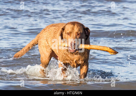 Southport, Merseyside. 12th March 2017.  Dogs day out. 'Jack' a 10 year old Chesapeake Bay Retriever is having a great time fetching his stick from the incoming tide on Southport beach in Merseyside.  The Chesapeake Bay Retriever is a large-sized breed of dog belonging to the Retriever, Gundog, and Sporting breed groups. Stock Photo