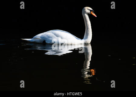 Aberystwyth Wales Uk, Wednesday 15 March 2017 UK Weather: A beautiful white swan paddles gracefully on the calm harbour water on a day of clear blue skies and brilliant unbroken warm springtime sunshine in Aberystwyth Wales photo Credit: Keith Morris/Alamy Live News Stock Photo
