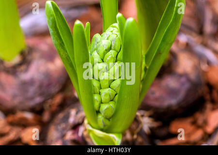 The budding Hyacinth bulbs in flower pots flower growing on ground young spring plants Stock Photo