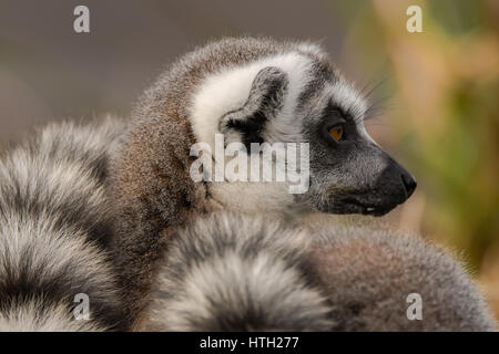 Ring-tailed lemur (Lemur catta). Most familiar large strepsirrhine primate in the family Lemuridae in profile Stock Photo