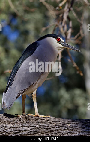 Adult male black crowned night heron stands on branch.  Pose of alert vigilance with trees in background. cation is Reid Park in Tucson, Arizona Stock Photo