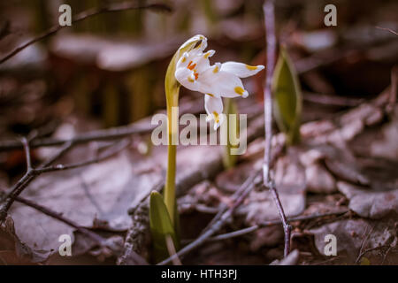 Vintage photo. Leucojum vernum. Spring time, white spring flowers, snowdrops, snowflake primrose plants Stock Photo