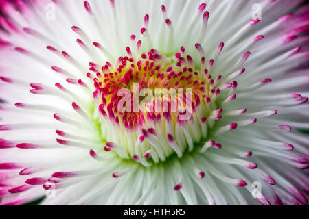 Pink English Daisy flower Stock Photo
