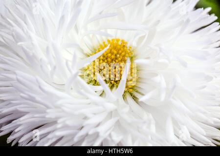 Garden cultivar White English Daisy flower Stock Photo