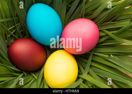 nest with green grass and four Easter eggs top view Stock Photo