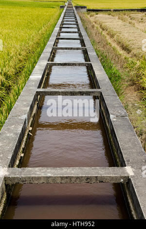 Paddy Field and Canal, Sekinchan, Malaysia - Sekinchan, which literally means “village suitable for plantation” in Chinese, lives up to its name as th Stock Photo