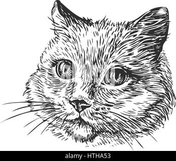 Hand-drawn portrait of cat. Sketch vector illustration Stock Vector