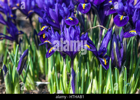 Iris reticulata 'Pixie' blue flowers Stock Photo