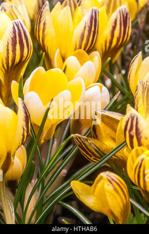 Crocus chrysanthus 'Gipsy Girl' flowering in early spring Stock Photo