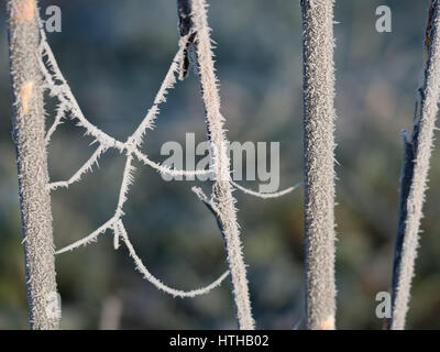 a spider web across garden vertical sticks covered in frost crystal ice formation on a cold frosty morning UK Stock Photo