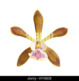 Single flower of an Encyclia orchid hybrid isolated against a white background Stock Photo