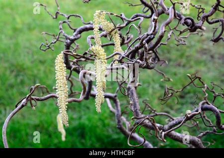 Catkins on a corkscrew hazel or twisted hazel tree Corylus avellana contorta in spring Stock Photo