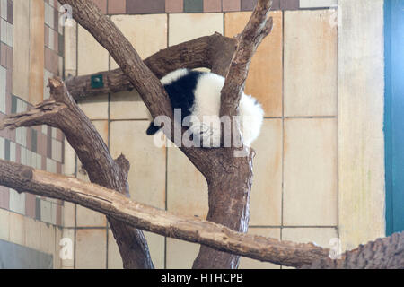 Baby Giant panda (Ailuropoda melanoleuca), Tiergarden, Schönbrunn Zoo in Vienna, Austria, Europe. Stock Photo