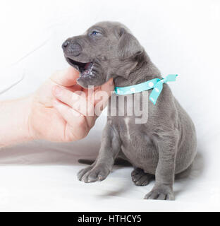 Purebred blue Great Dane puppy being itched in the perfect spot Stock Photo