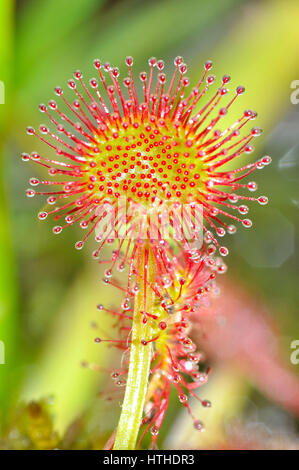 Round-Leaved Sundew Flower (Drosera Rotundifolia). Stock Photo