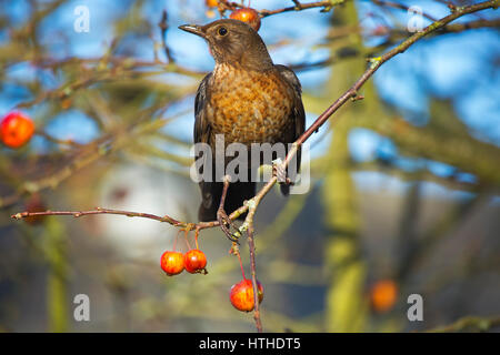 Female Blackbird eating crab apples Stock Photo