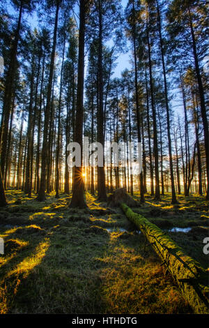The sun shinning through the trees in a conifer woodland Stock Photo