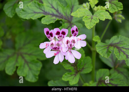 Oak-leaf Geranium, Pelargonium quercifolium, The Eden Project, Cornwall, UK Stock Photo