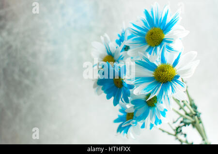 Blue and white aster flowers in a glass vase on a windowsill. Stock Photo
