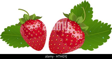Vector realistic strawberries with leaves. Two isolated berries in white background Stock Vector