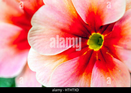 Primrose, Primula acaulis, Primroses, Polyanthus Stock Photo