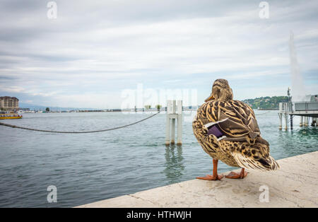 A female mallard duck standing on a ledge and gazing out at Lake Geneva on an overcast day. Stock Photo