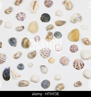 Various Seashells Isolated on White Stock Photo