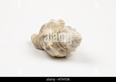 Single Seashell Isolated on White Stock Photo