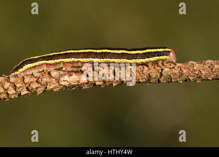 A pretty Broom moth caterpillar (Ceramica pisi) perched on a stem. Stock Photo