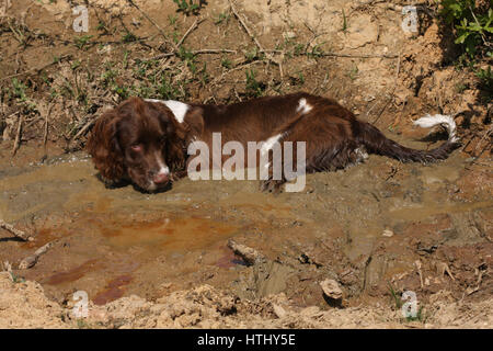 A very naught but cute English Springer Spaniel laying in a muddy pool on a hot sunny day. Stock Photo