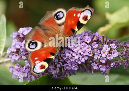 A stunning Peacock Butterfly (Aglais io) perched on a buddleia flower with its wings open nectaring. .