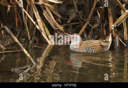 An elusive Water Rail (Rallus aquaticus) swimming on the river, with a North American signal crayfish in its beak, which It has just caught. Stock Photo