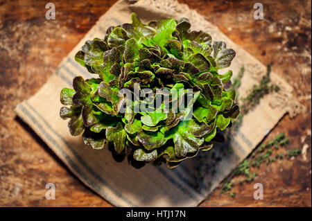 Fresh Red Sorrel on wooden rustic bakcground Stock Photo