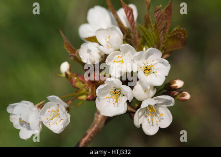 Wild Cherry Flowers Stock Photo