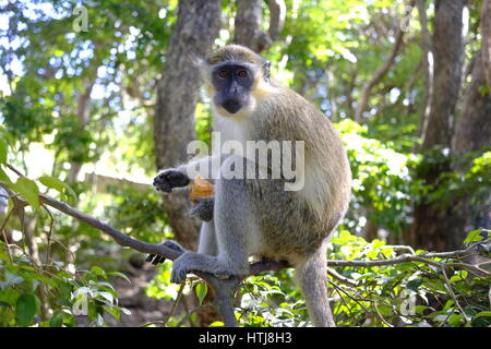 Green Monkey at the Barbados Wildlife Reserve, Barbados, Caribbean. Stock Photo