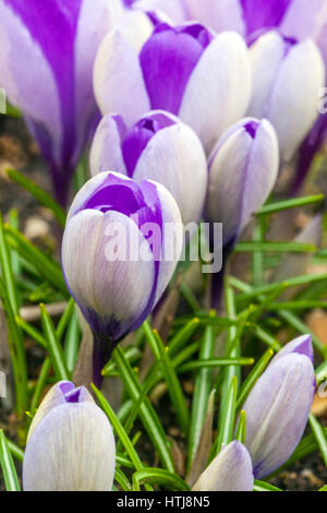 Closeup shot of blooming crocuses in the grass Stock Photo - Alamy