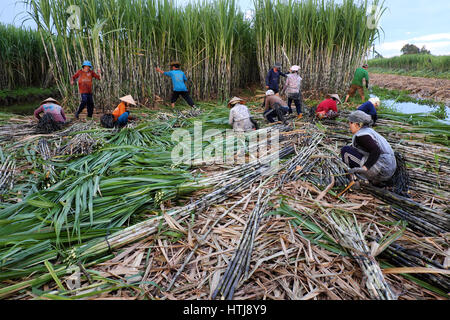 SOC TRANG, VIET  NAM- JULY 14, 2016: Group of Asian farmer working on sugarcane field, farmers harvesting sugar cane on agriculture farm at Mekong Del Stock Photo