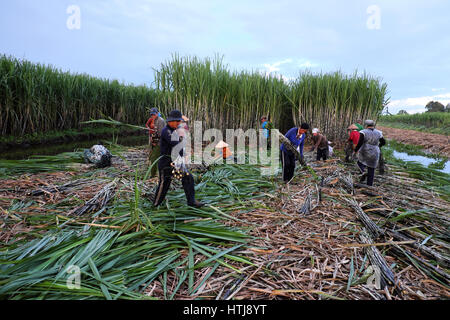 SOC TRANG, VIET  NAM- JULY 14, 2016: Group of Asian farmer working on sugarcane field, farmers harvesting sugar cane on agriculture farm at Mekong Del Stock Photo