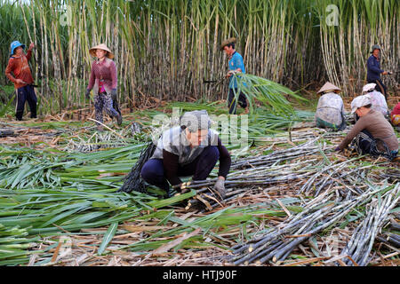 SOC TRANG, VIET  NAM- JULY 14, 2016: Group of Asian farmer working on sugarcane field, farmers harvesting sugar cane on agriculture farm at Mekong Del Stock Photo