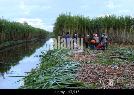 SOC TRANG, VIET  NAM- JULY 14, 2016: Group of Asian farmer working on sugarcane field, farmers harvesting sugar cane on agriculture farm at Mekong Del Stock Photo