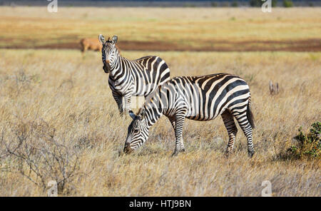 Zebras in Tsavo East National Park. Kenya. Stock Photo