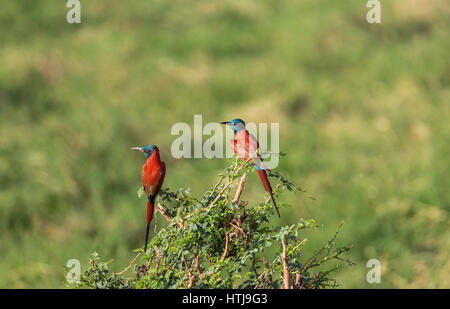 Carmine - Bee-Eater. Tsavo East National park, Kenya Stock Photo