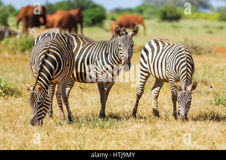 Zebras in Tsavo East National Park. Kenya. Stock Photo