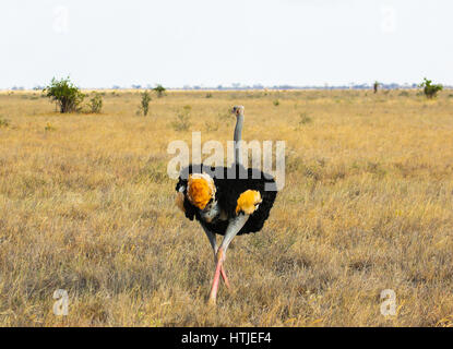 Struthio camelus (Ostrich) - Tsavo East, Kenya Stock Photo