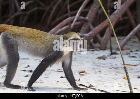 Diademed monkey. Mida creek, Watamu, Kenya. Stock Photo