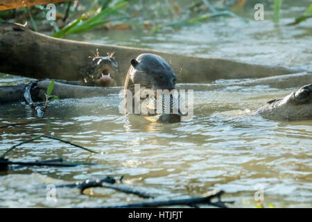 Giant River Otters eating fish in the Cuiaba River, the Pantanal region, Mato Grosso state, Brazil, South America Stock Photo