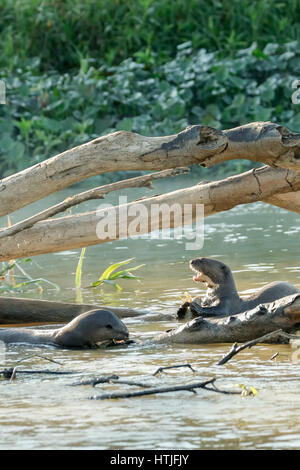 Two Giant River Otters eating fish in the Cuiaba River, the Pantanal region, Mato Grosso state, Brazil, South America Stock Photo