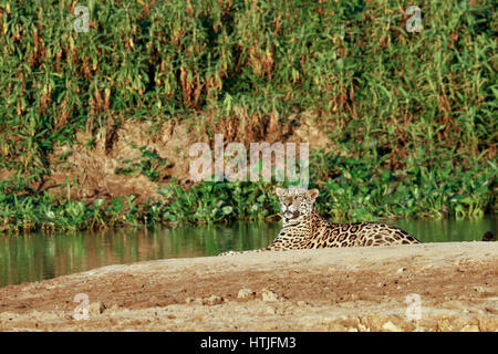 Jaguar resting on a sandbar along the Cuiaba River, the Pantanal region, Mato Grosso state, Brazil, South America Stock Photo